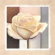 Just a Rose