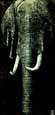 Elephant du Kenya
