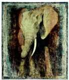 Elephant - hommage a Joyce Pool