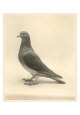 Homing Pigeon