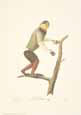 Monkeys: Le Douc