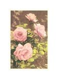 Pink Roses