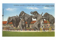 Circus Elephants Performing, Sarasota,  Florida Animals Elephants