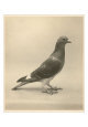 Homing Pigeon
