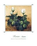 Rosas IV