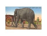 Circus Elephant, Sarasota,  Florida