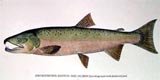 Dog Salmon
