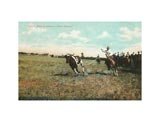 Cowboy Roping Cow