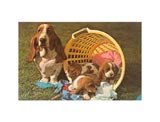 Bassett Hound Family in Laundry Basket