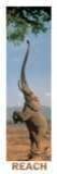 Elephant Reach