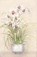 Cymbidium