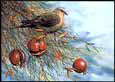 Autumn Dove S/n,l/e