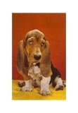 Bassett Hound