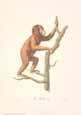 Monkeys: Le Jocko