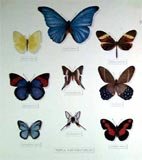 Mounted  Butterflies
