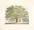 Strutt Trees