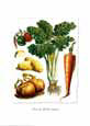 From the Kitchen Garden