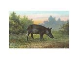 Florida Razorback Hog