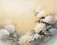 Hydrangea Blooms