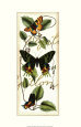 Butterfly Flight II