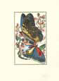Butterfly IV