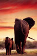 Elephant Walking with Calf