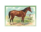 Brown Horse
