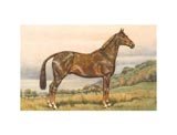 Brown Horse