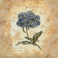 Hydrangea