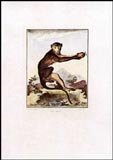 Monkey (HC)