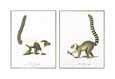 Lemurs