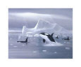 Orcas in Northern Waters
