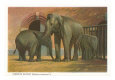 Indian Elephants