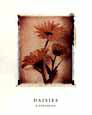 Daisy Study I