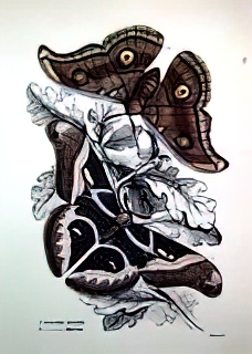 Vignetted Butterflies, No. 5