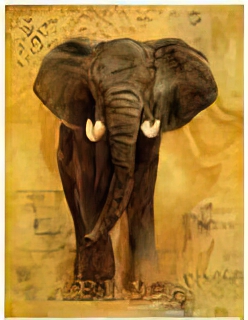 African Voyage I