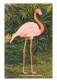 Flamingo, Florida