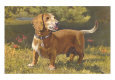 Dachshund