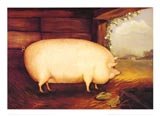 Large White Pig