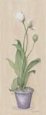 Spring Tulip