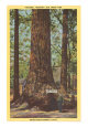 General Fremont, Big Tree, Santa Cruz, California