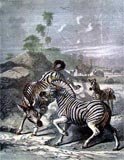 Zebra