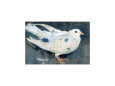 The Pigeon