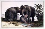 Enduring Elephants II