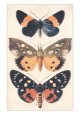Three Butterflies