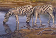 Zebras Drinking