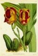 Orquideas II