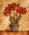 Red Amaryllis