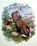 Turtle Dove