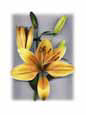 Yellow Lily